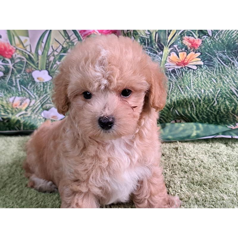 販売中の愛知県のマルプー:マルチーズ×トイプードル-395869