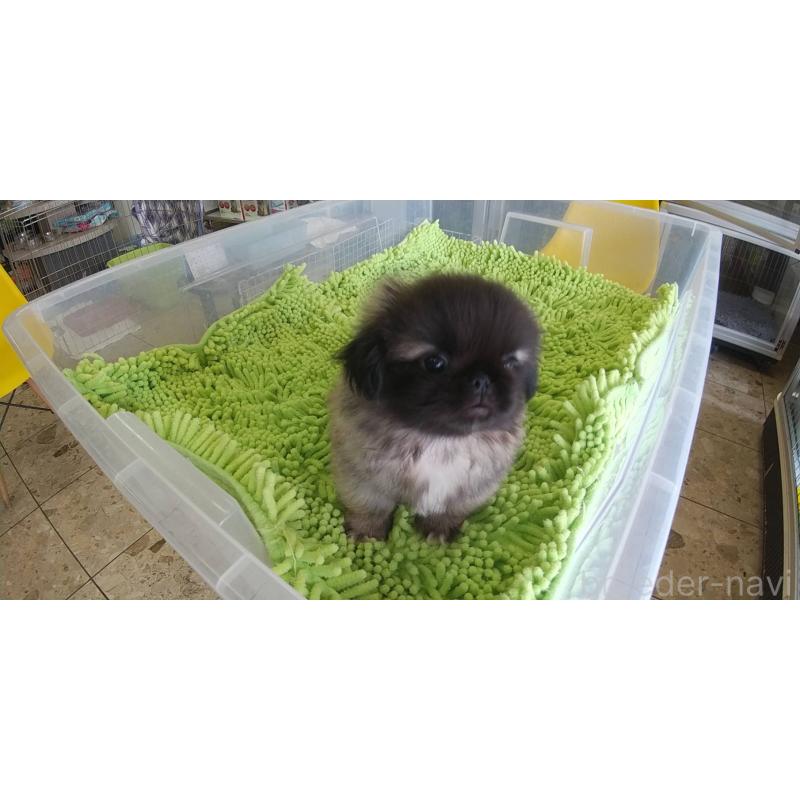 販売中の愛知県のペキニーズ-396153