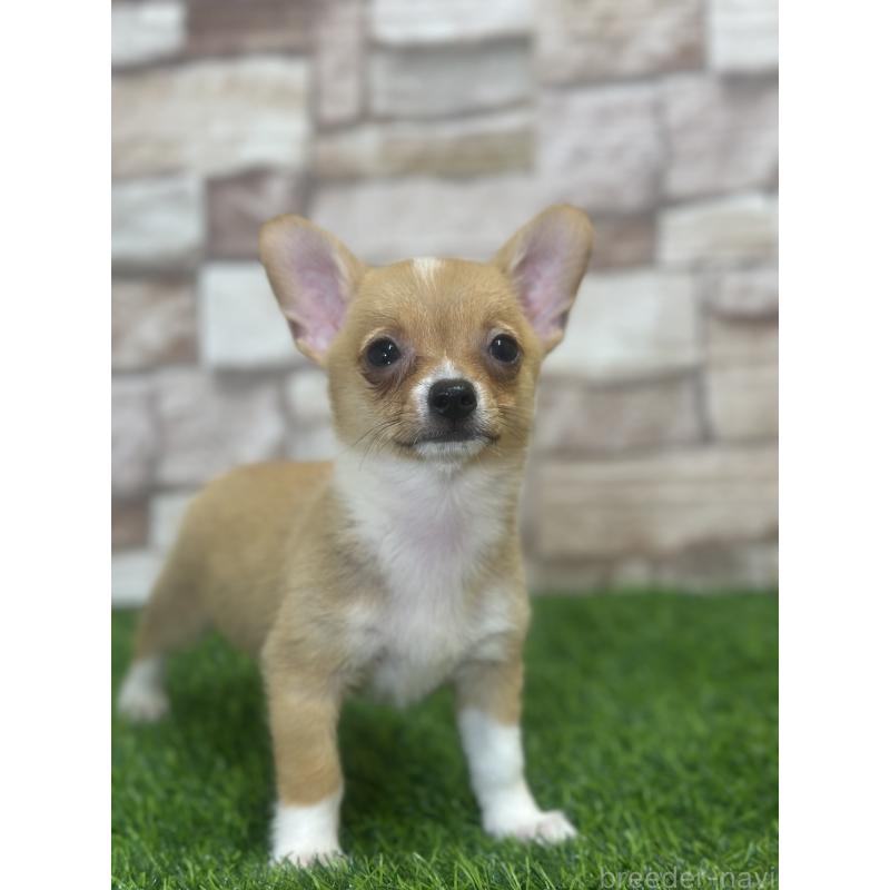 販売中の山口県のミックス犬-389338