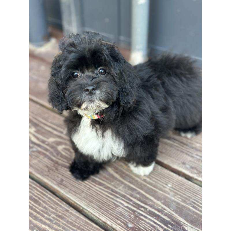 販売中の山口県のミックス犬-387249の4枚目