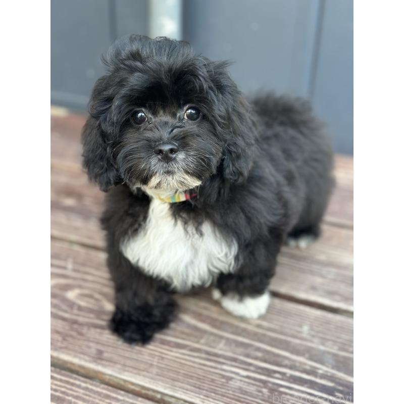 販売中の山口県のミックス犬-387249
