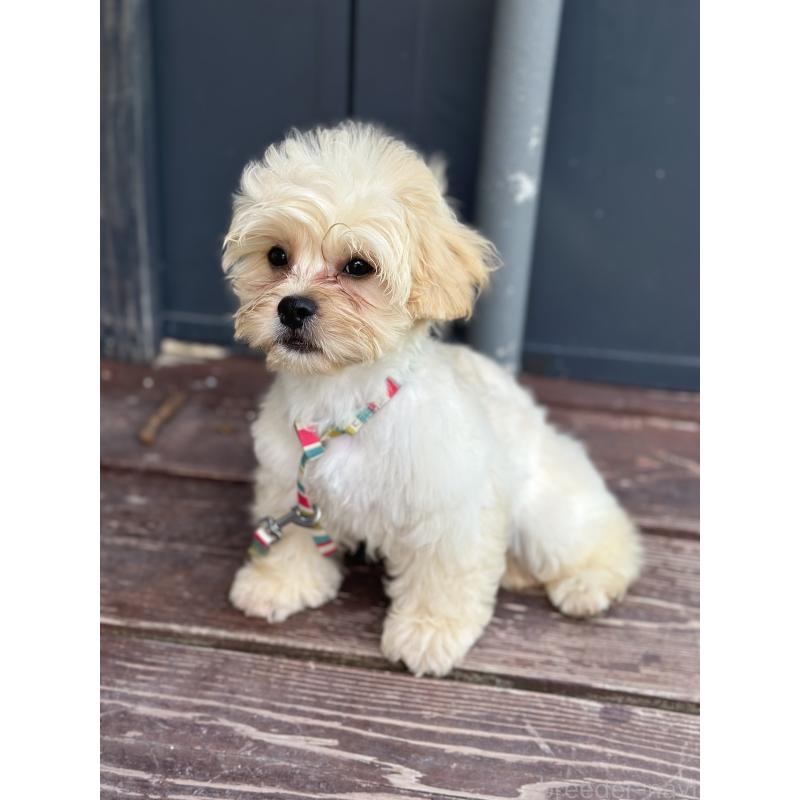 販売中の山口県のミックス犬-387247の4枚目