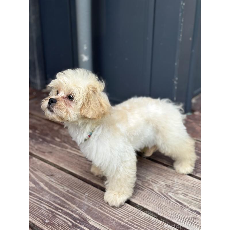 販売中の山口県のミックス犬-387247の3枚目