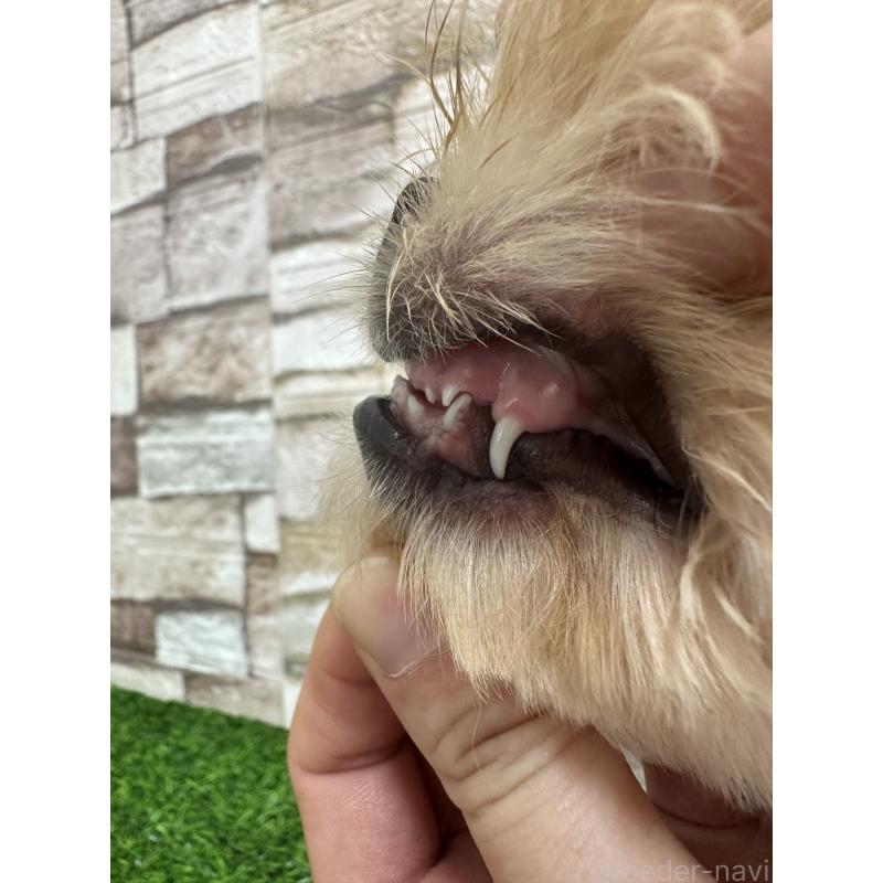 販売中の山口県のミックス犬-387247の2枚目