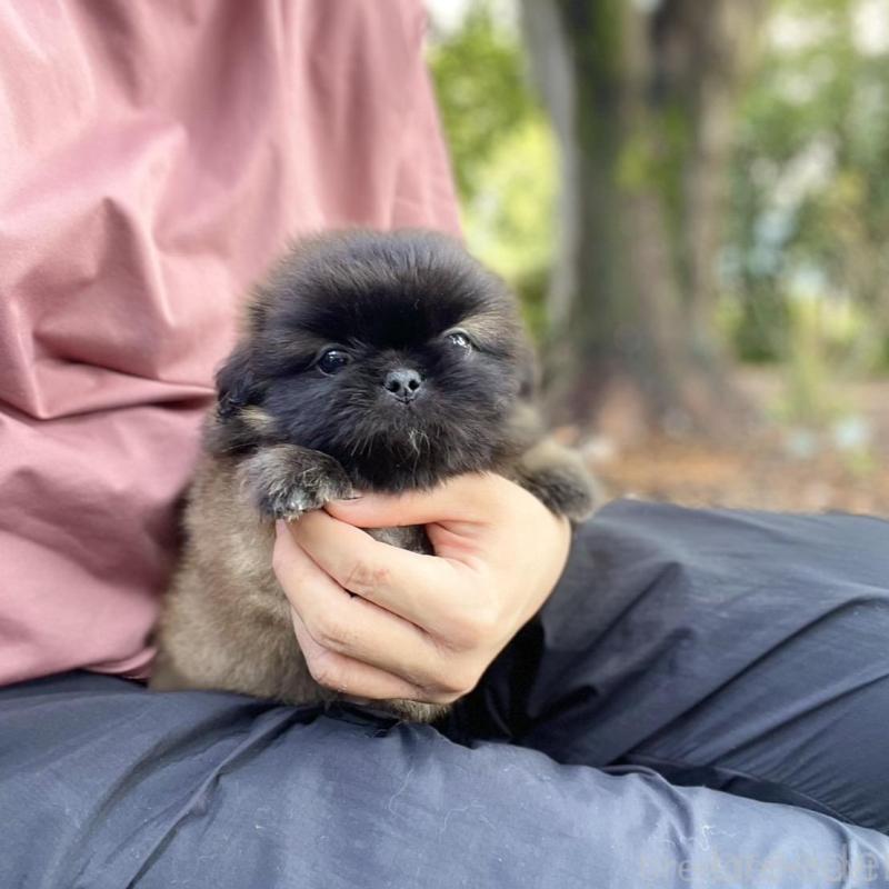 販売中の山梨県のペキニーズ-400656の9枚目