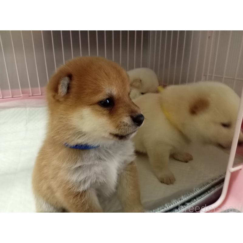 成約済の熊本県の豆柴-399971の10枚目