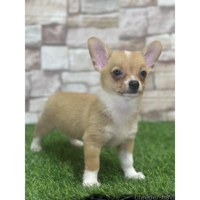 販売中の山口県のミックス犬-400664の4枚目