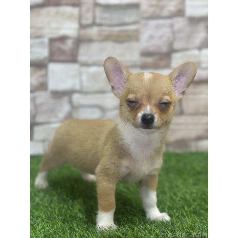 販売中の山口県のミックス犬-400664の3枚目