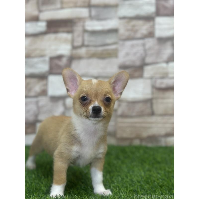 販売中の山口県のミックス犬-400664の2枚目