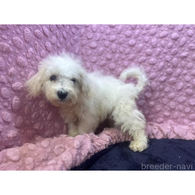 販売中の茨城県のビションフリーゼ-391674の4枚目