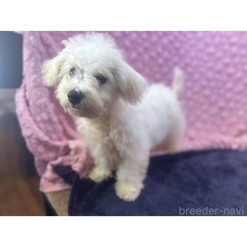 販売中の茨城県のビションフリーゼ-391674の1枚目