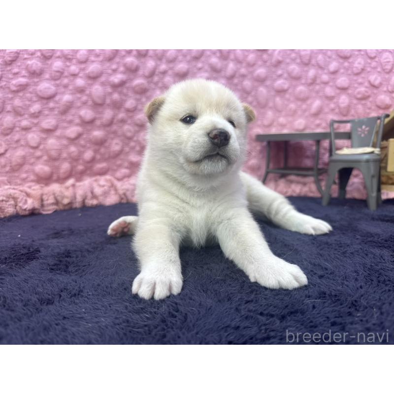 販売中の茨城県の柴犬-399158