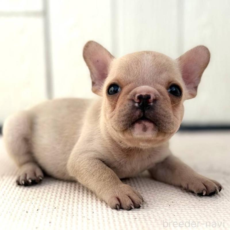 販売中の茨城県のフレンチブルドッグ-400672の6枚目