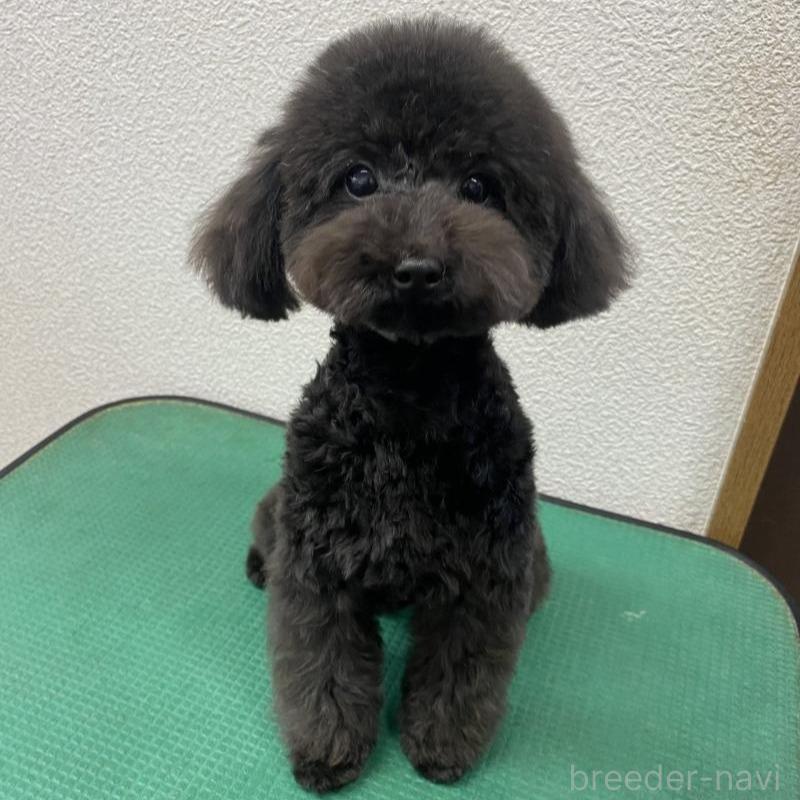 ラズリーちゃん1枚目