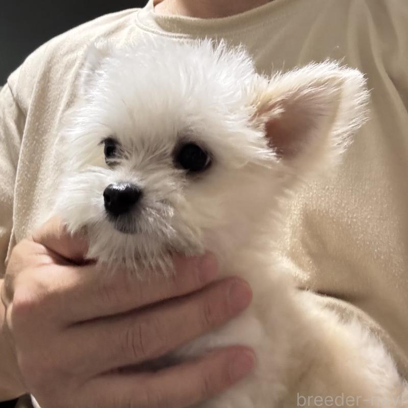 販売中の埼玉県のチワマル:チワワ×マルチーズ-384716の2枚目
