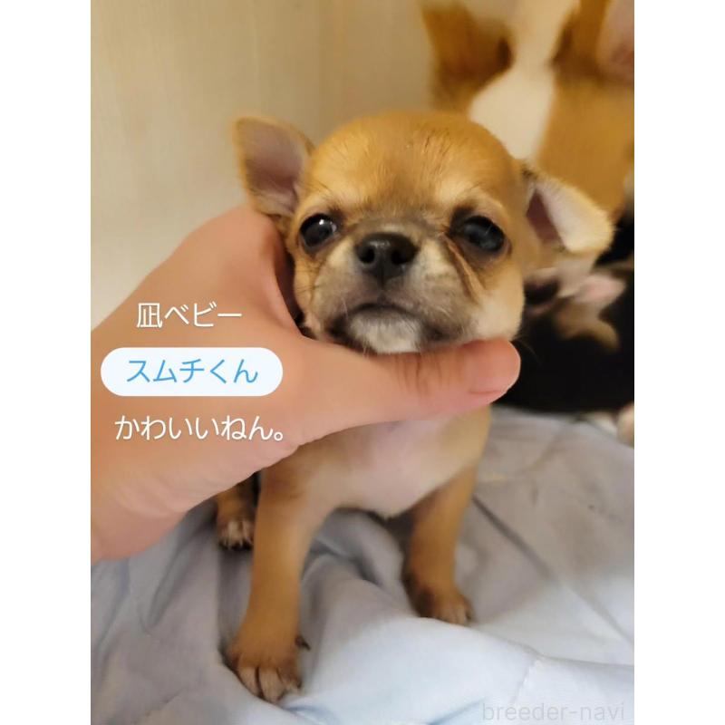 販売中の滋賀県のチワワ(スムースコート)-400696の4枚目