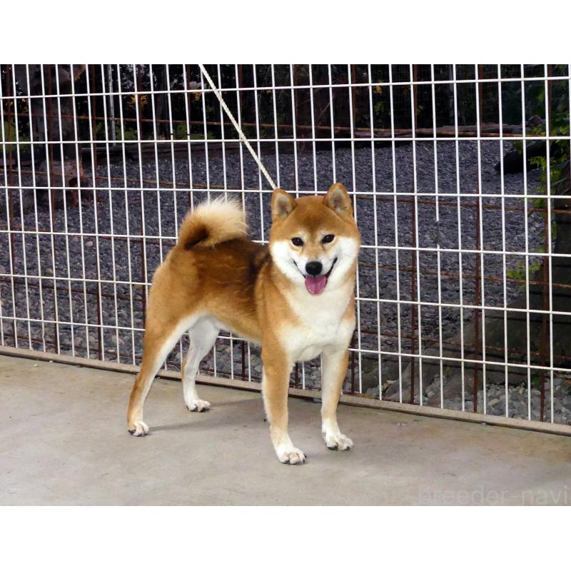 販売中の静岡県の柴犬-400702の6枚目
