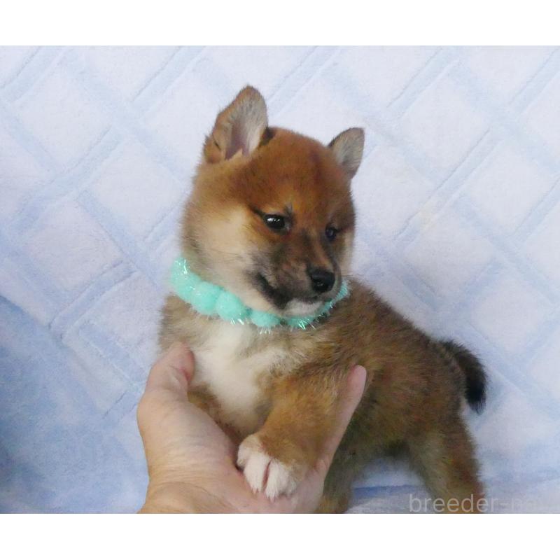 販売中の静岡県の柴犬-400702の5枚目