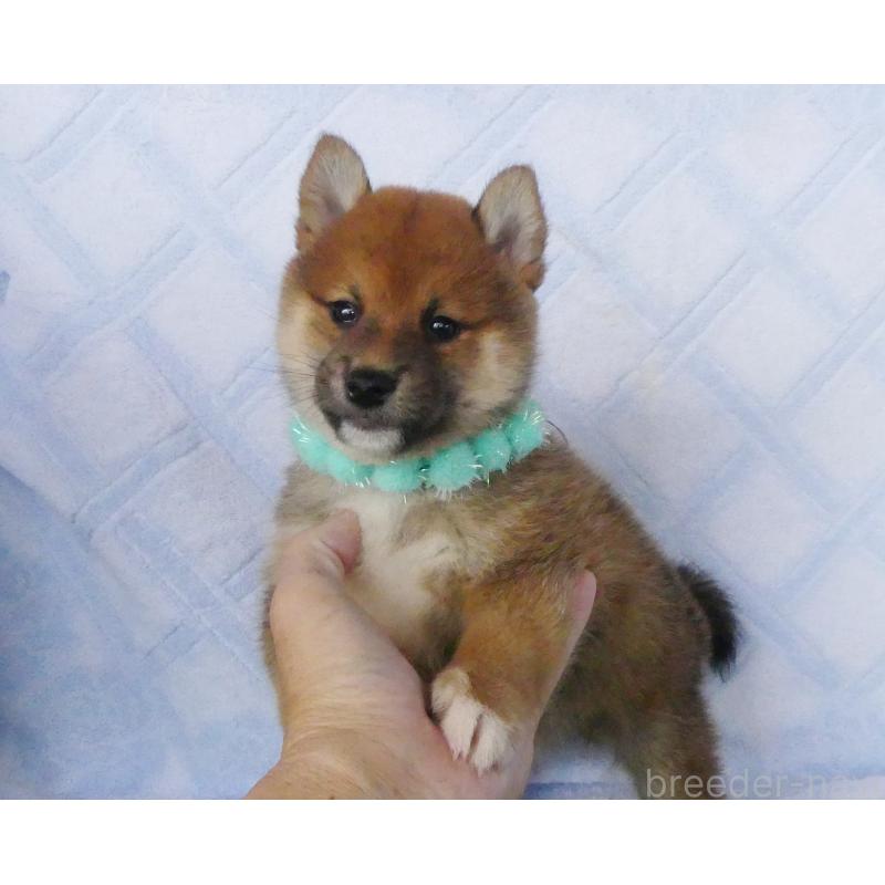 販売中の静岡県の柴犬-400702の4枚目