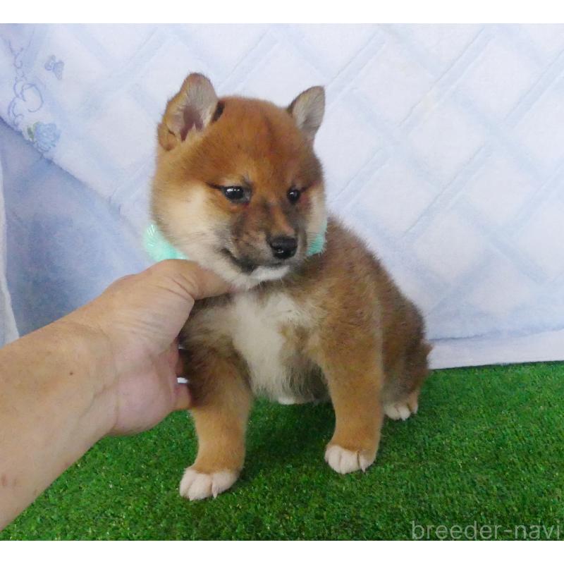 販売中の静岡県の柴犬-400702の3枚目