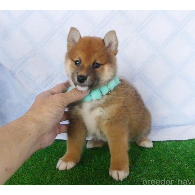 販売中の静岡県の柴犬-400702の2枚目