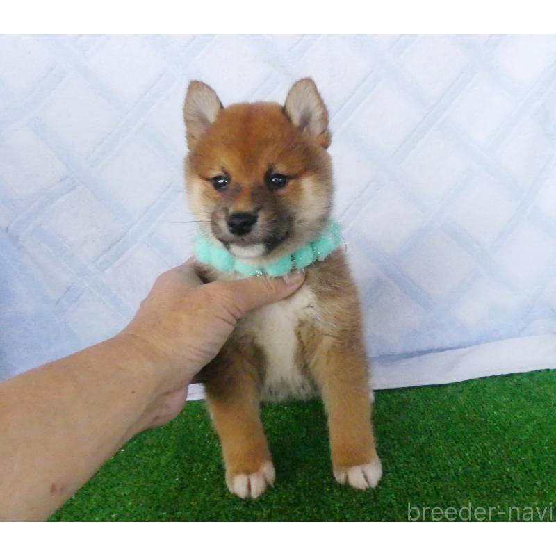 販売中の静岡県の柴犬-400702の1枚目