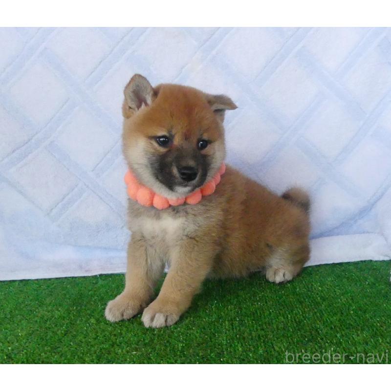 販売中の静岡県の柴犬-400706の5枚目