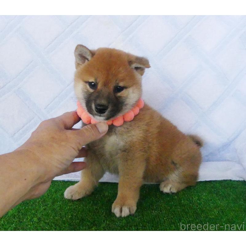 販売中の静岡県の柴犬-400706の4枚目