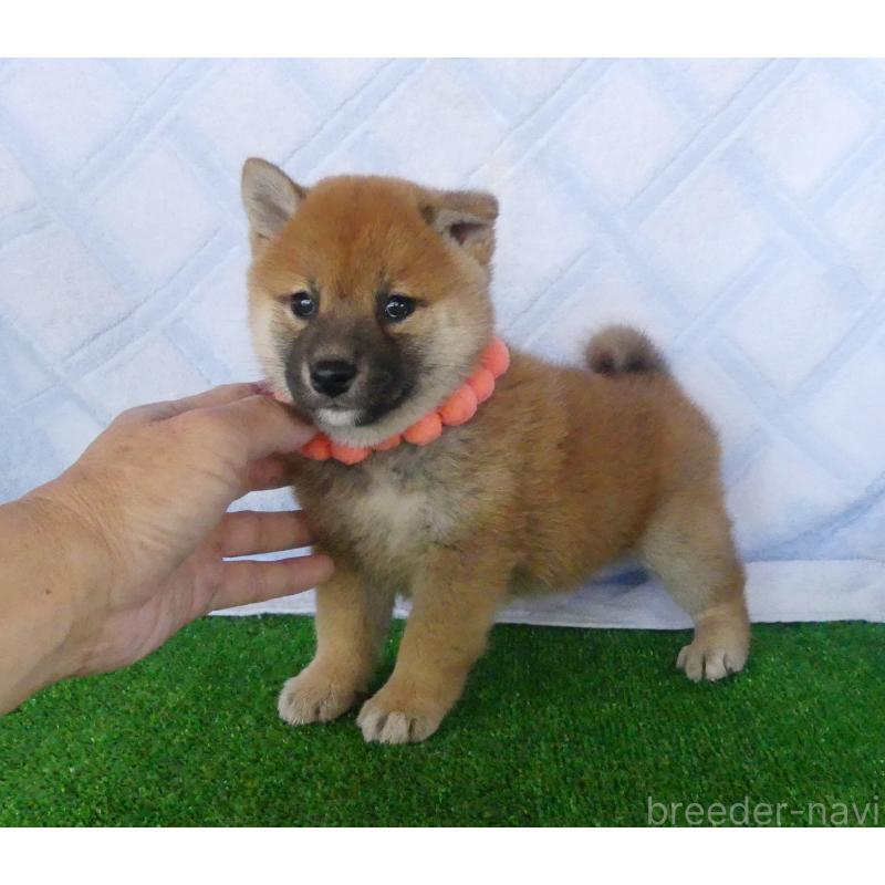 販売中の静岡県の柴犬-400706の3枚目