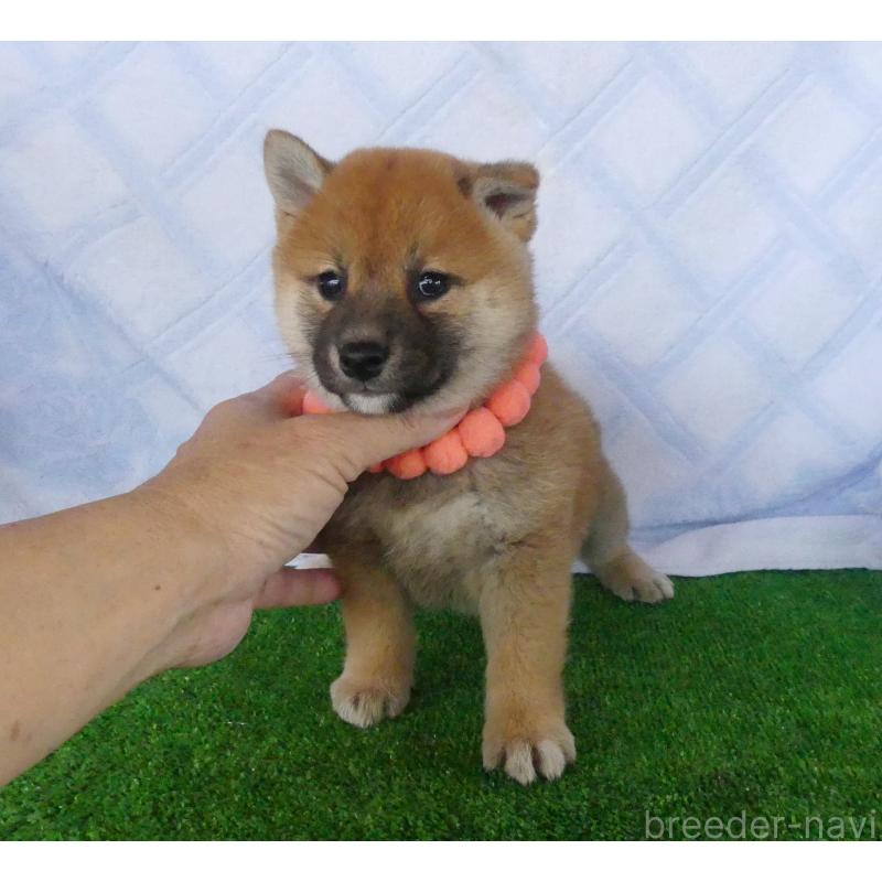 販売中の静岡県の柴犬-400706の2枚目