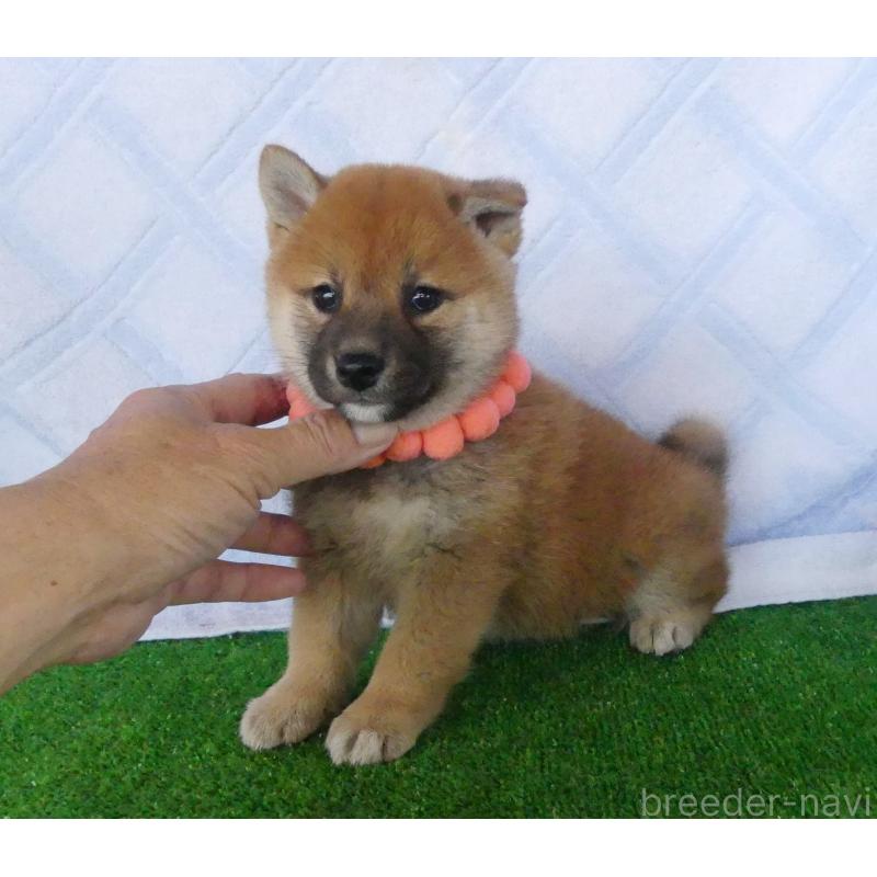 販売中の静岡県の柴犬-400706の1枚目