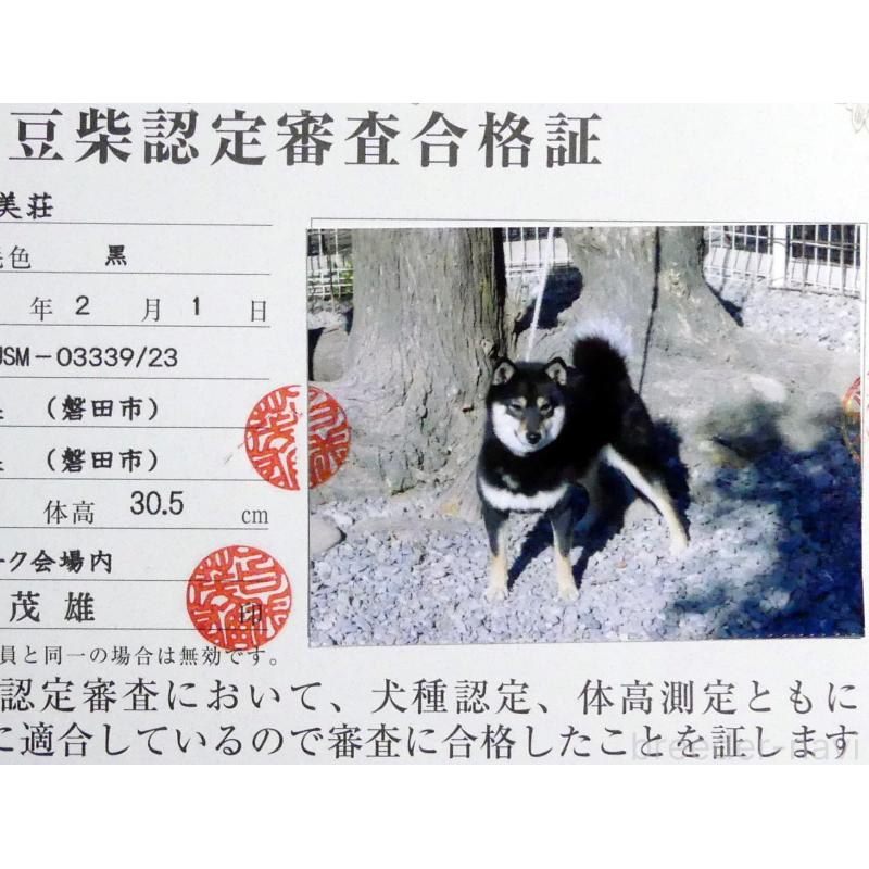 販売中の静岡県の豆柴-400707の6枚目