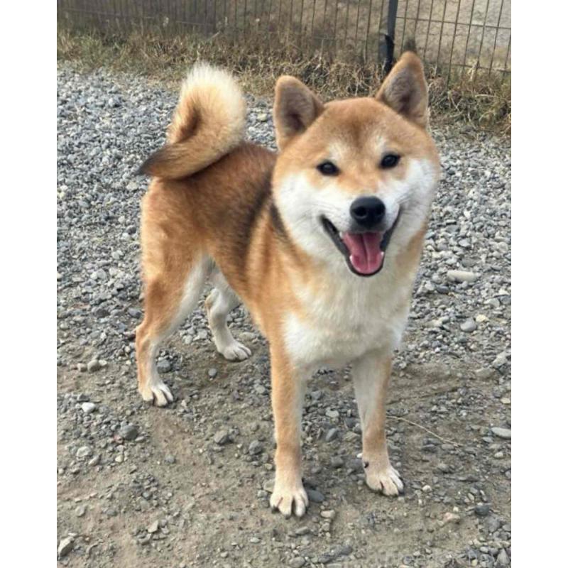 販売中の静岡県の柴犬-400709の6枚目