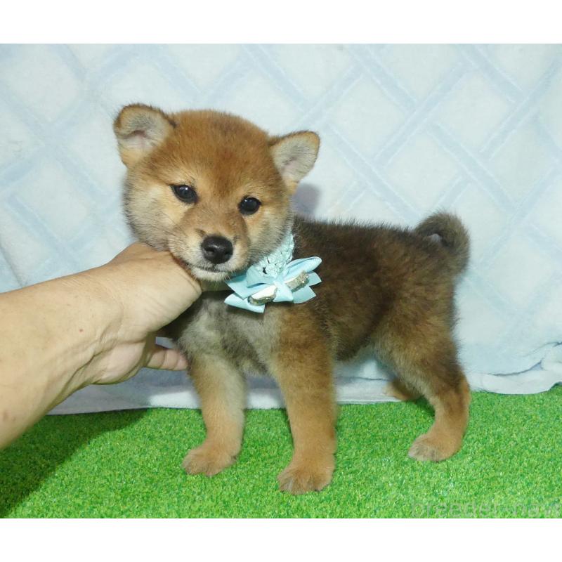販売中の静岡県の柴犬-400709の5枚目