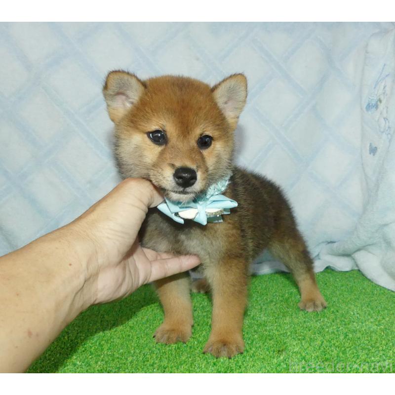 販売中の静岡県の柴犬-400709の4枚目