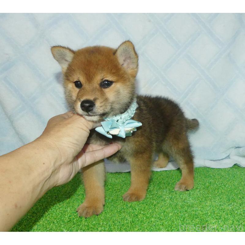 販売中の静岡県の柴犬-400709の3枚目