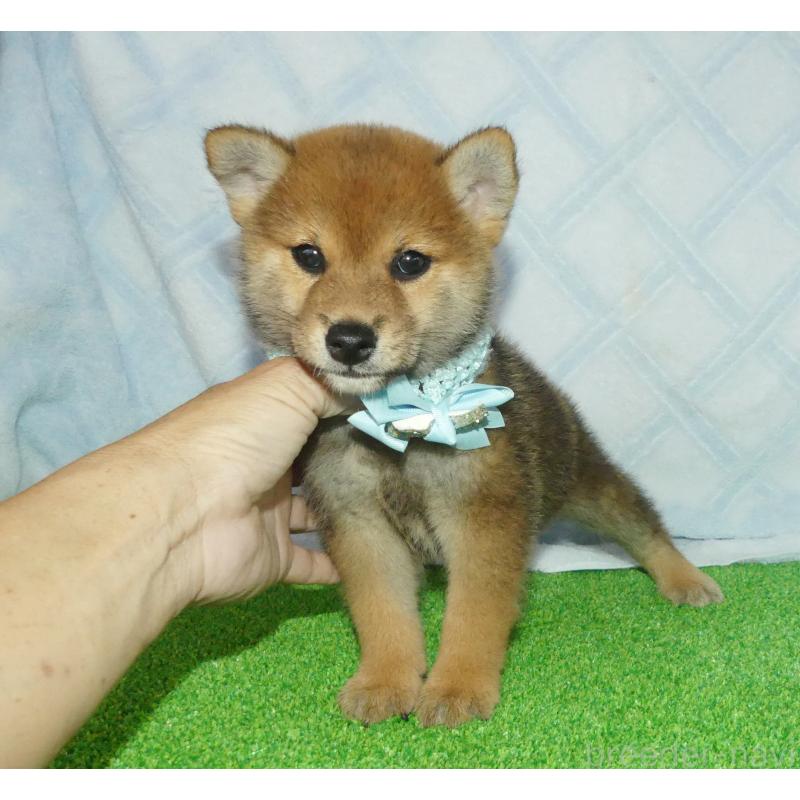 販売中の静岡県の柴犬-400709の2枚目