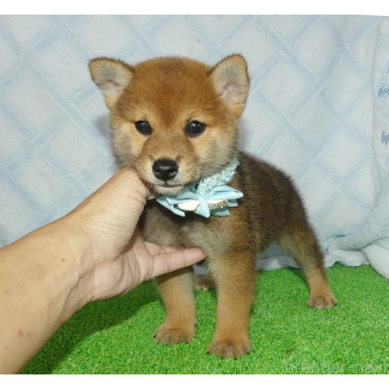販売中の静岡県の柴犬-400709