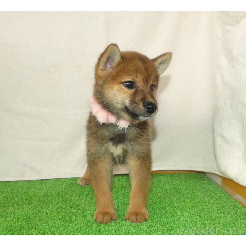販売中の静岡県の柴犬-400715の5枚目