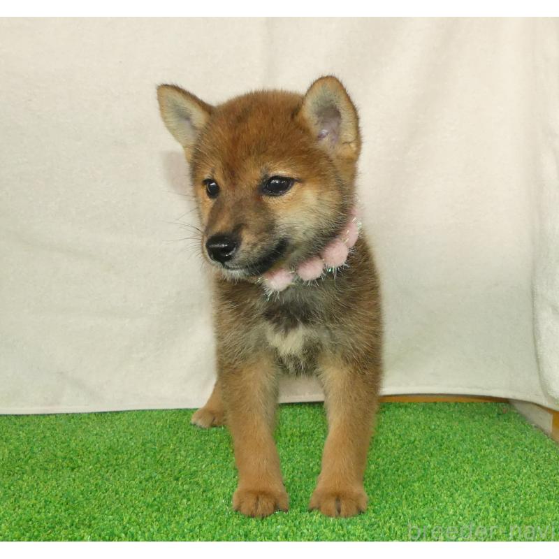 販売中の静岡県の柴犬-400715の4枚目