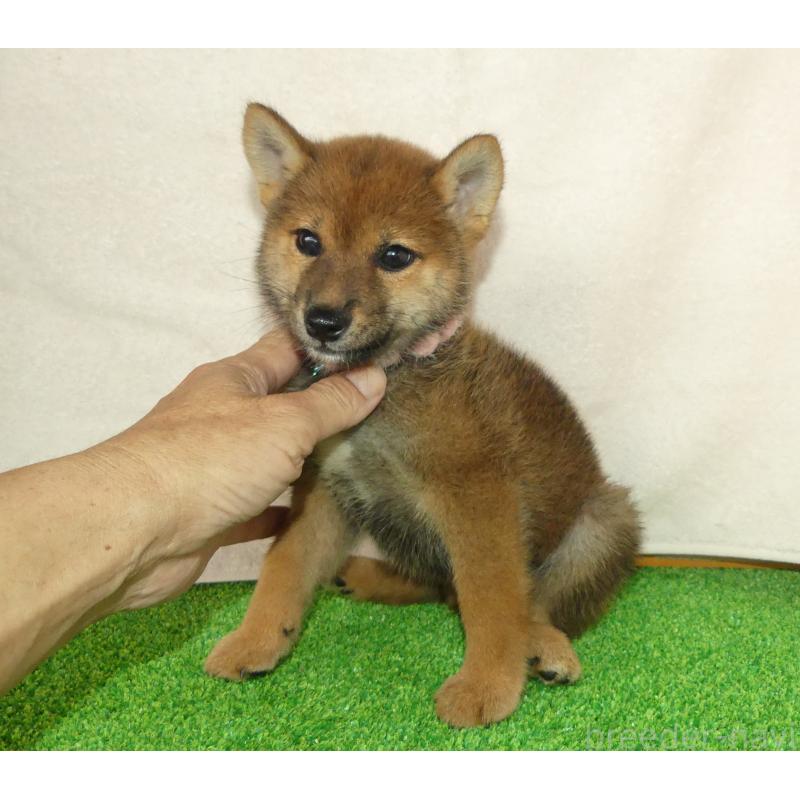 販売中の静岡県の柴犬-400715の3枚目
