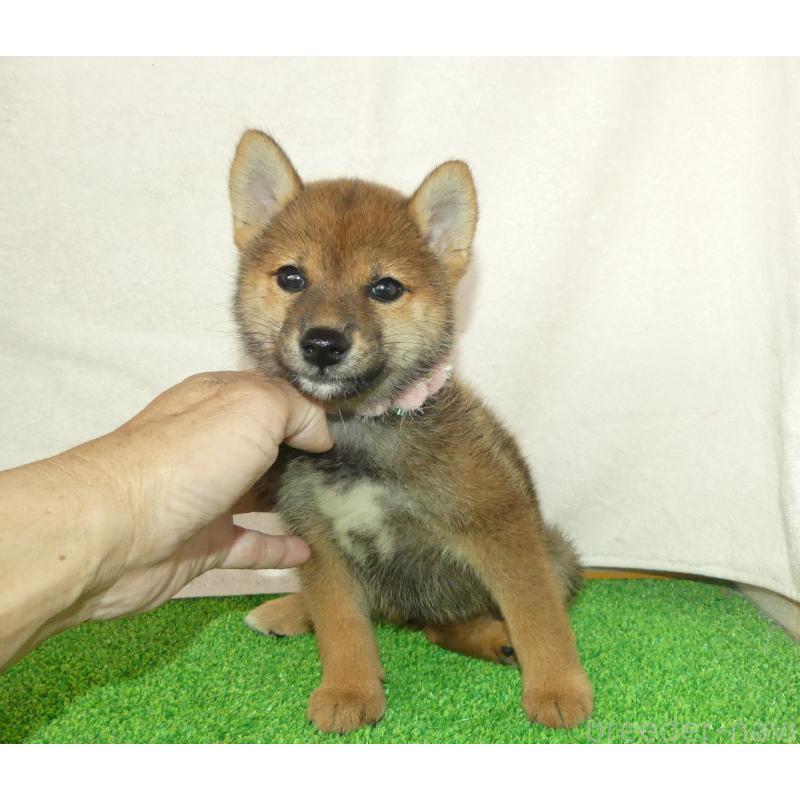販売中の静岡県の柴犬-400715の1枚目