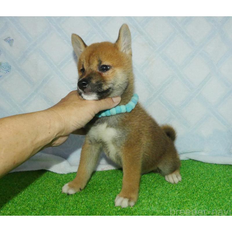 販売中の静岡県の柴犬-400719の4枚目