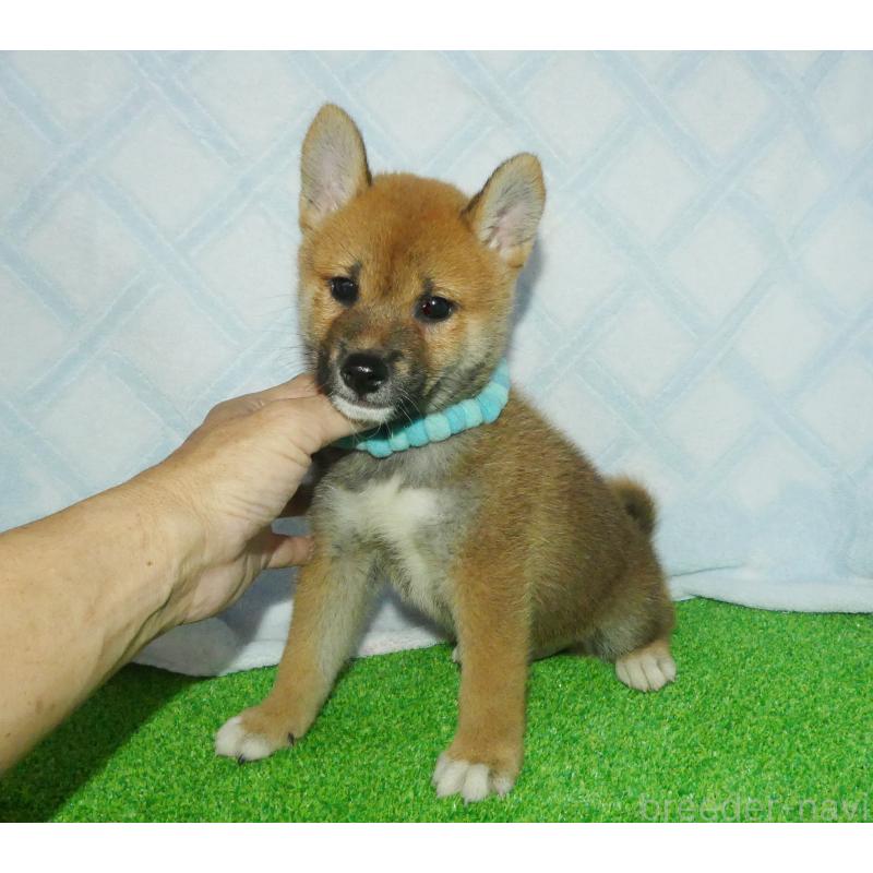 販売中の静岡県の柴犬-400719の3枚目
