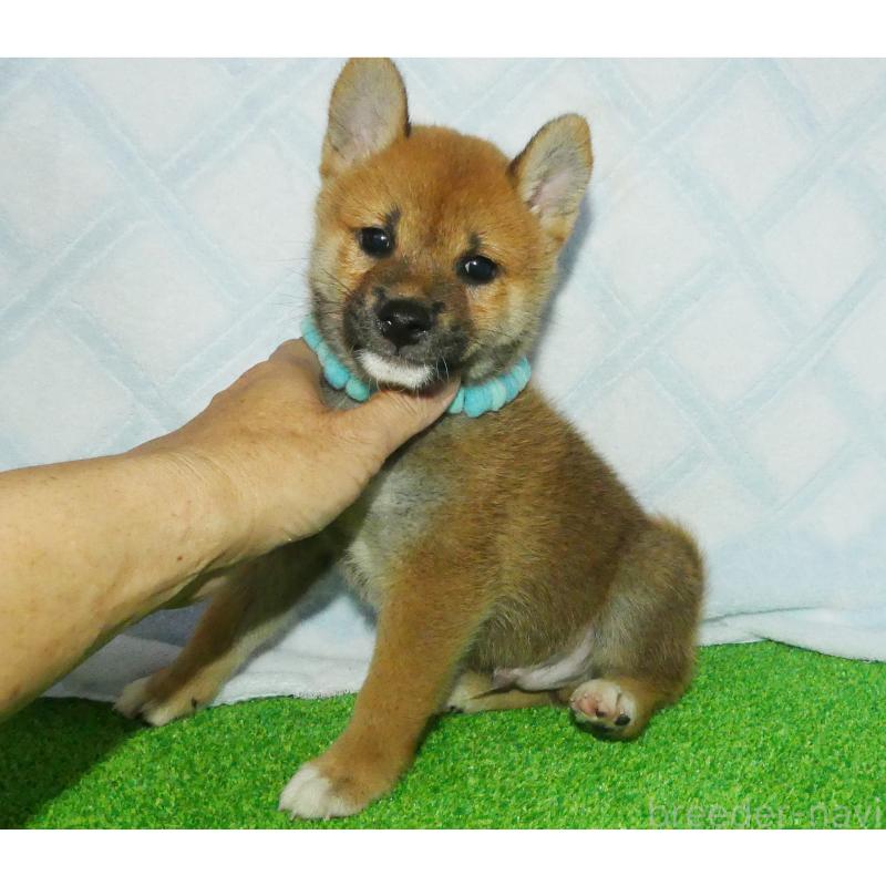 販売中の静岡県の柴犬-400719の2枚目