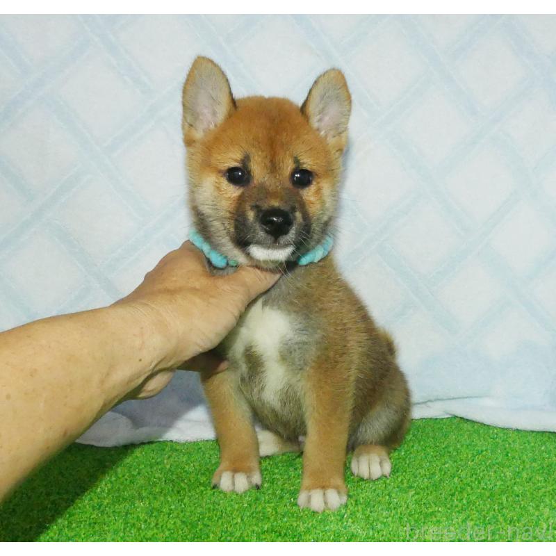 販売中の静岡県の柴犬-400719の1枚目