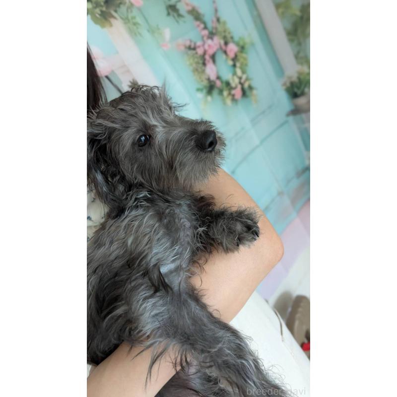 販売中の北海道のミックス犬-400723の6枚目
