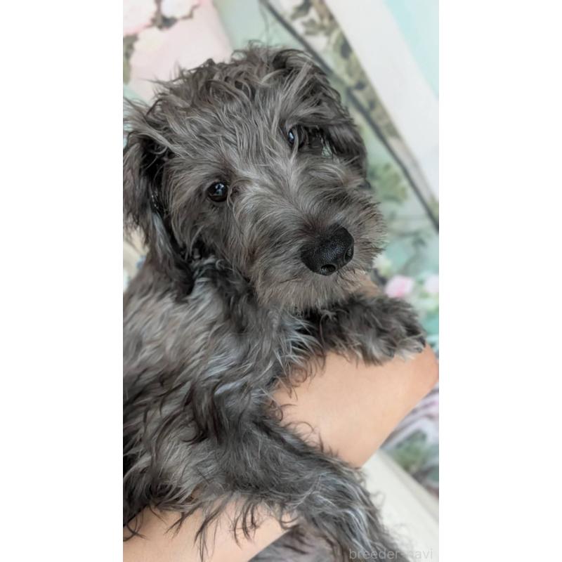 販売中の北海道のミックス犬-400723の5枚目