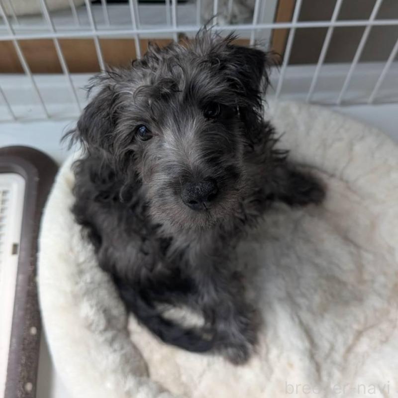 販売中の北海道のミックス犬-400723の4枚目