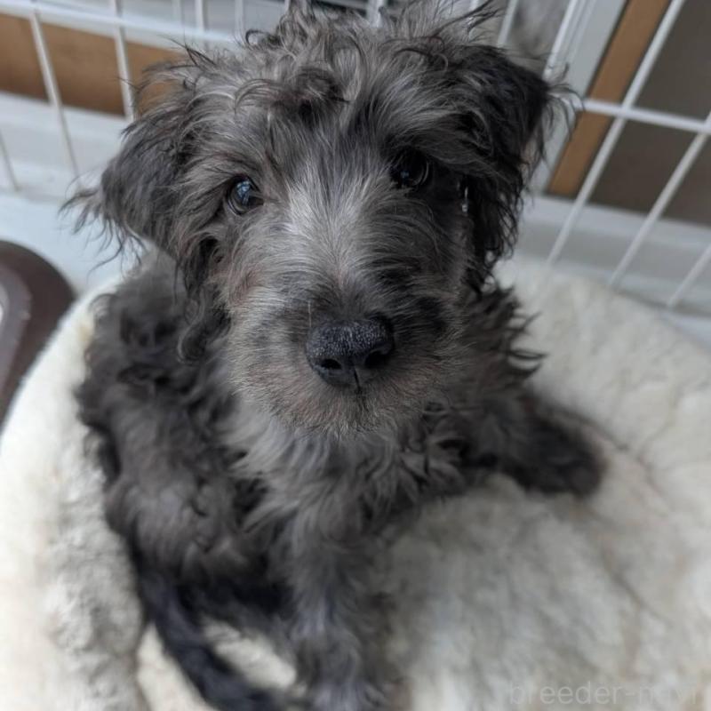 販売中の北海道のミックス犬-400723の3枚目